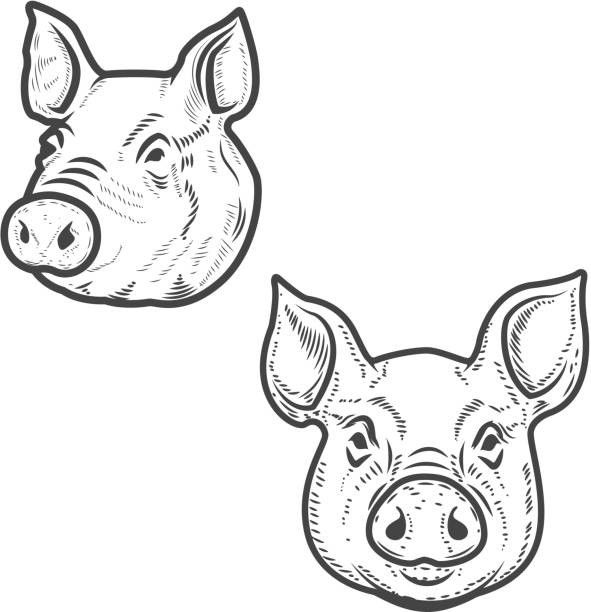 two pig heads are shown in black and white, one is facing the opposite direction