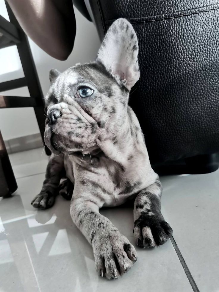 a black and white photo of a dog laying on the floor