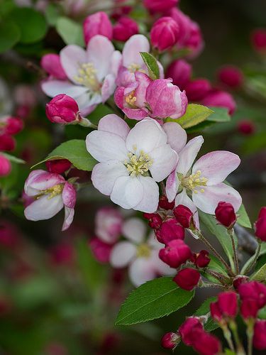 pink and white flowers with green leaves in the background