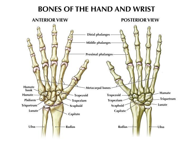 the bones of the hand and wrist are labeled in this diagram, with labels on each side