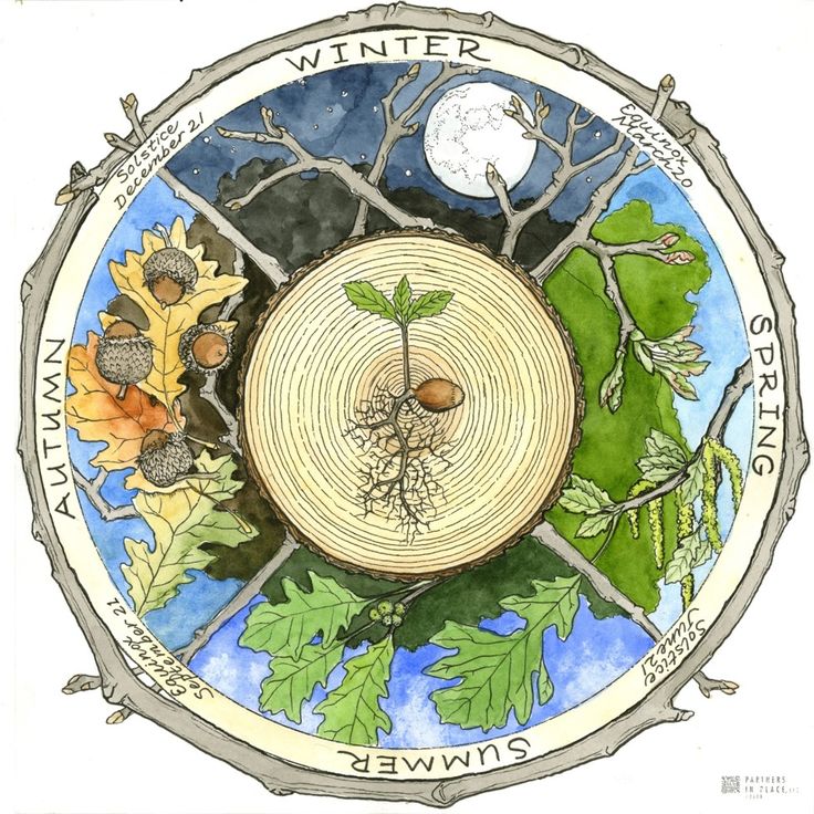 a drawing of a tree ring with leaves and acorns on it, surrounded by the words winter