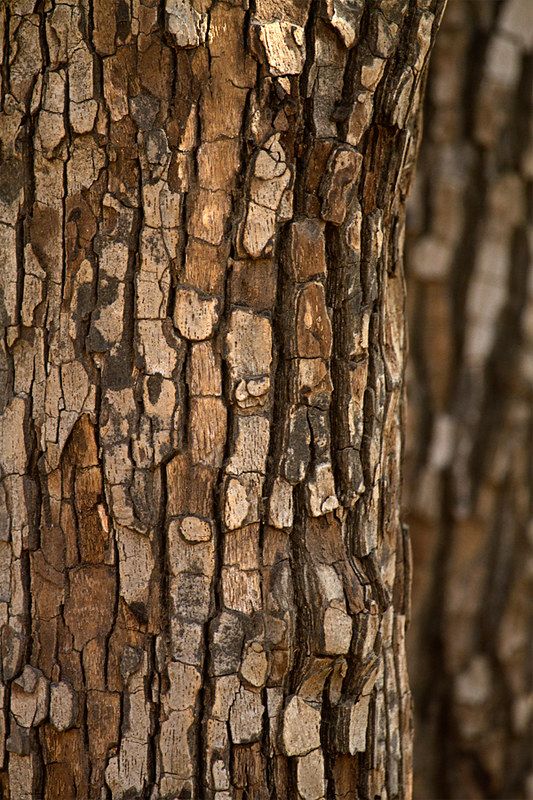 the trunk of a tree with brown bark