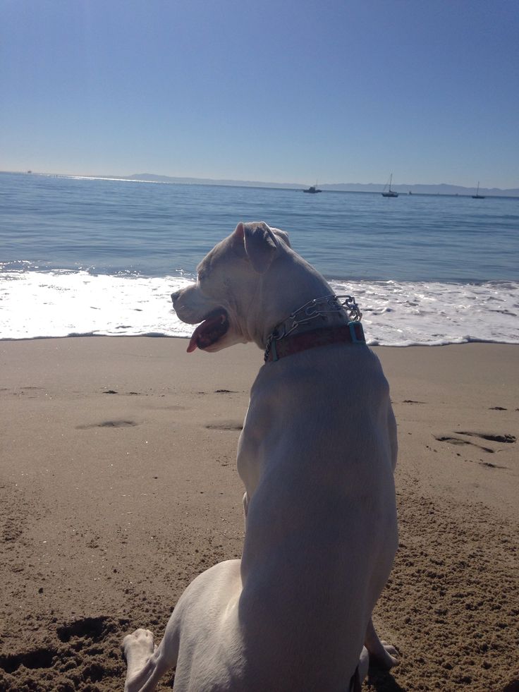 a white dog sitting on top of a sandy beach