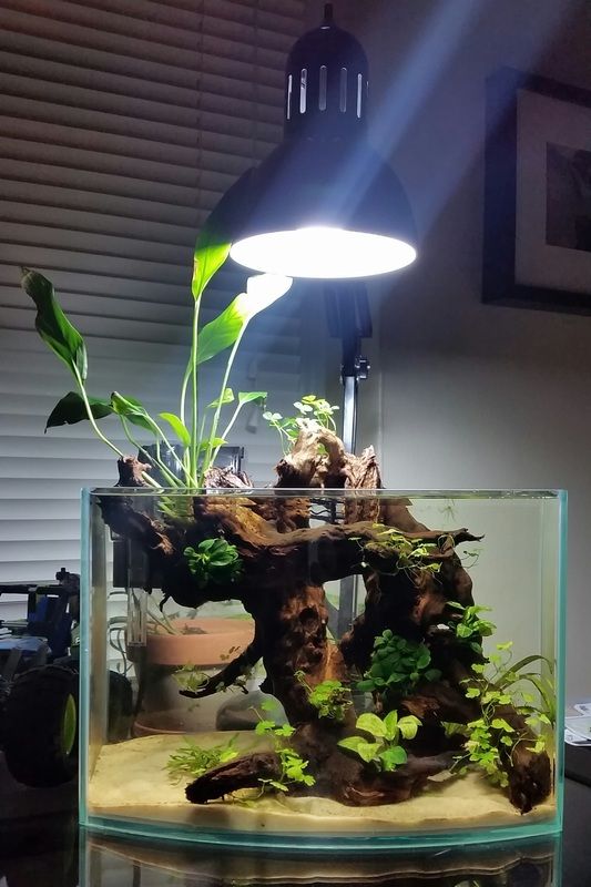 an aquarium with plants in it and a lamp on the wall next to it that is lit up