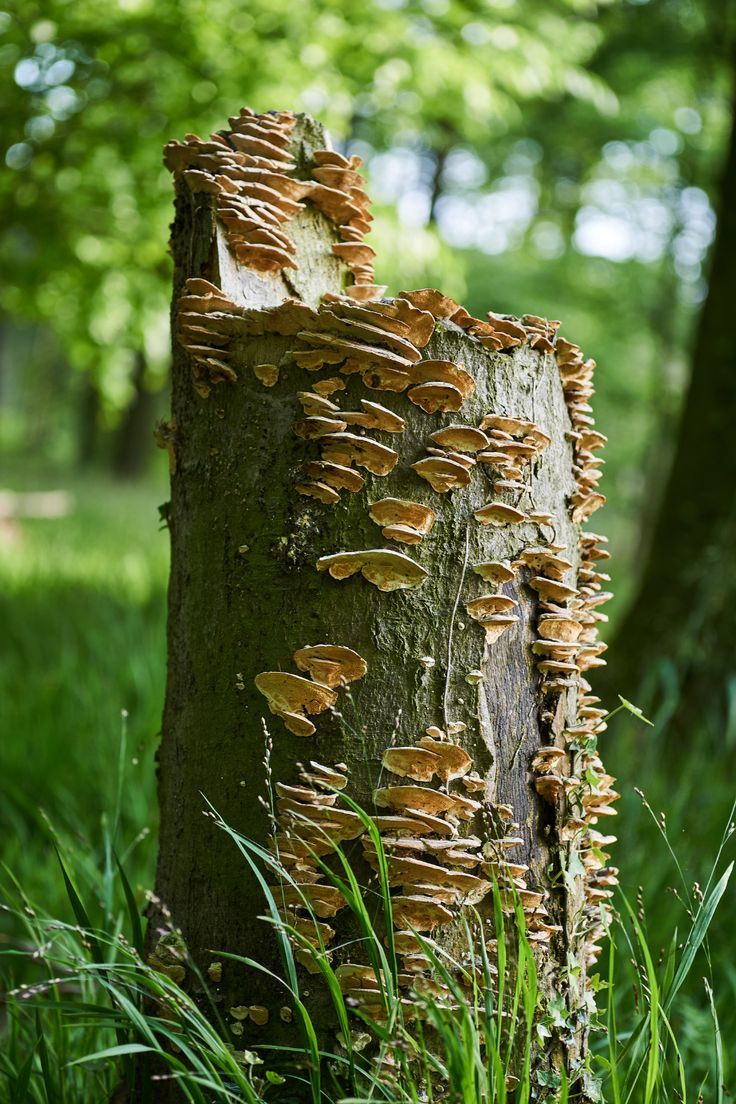 mushrooms growing on the bark of a tree trunk in a green forest with tall grass