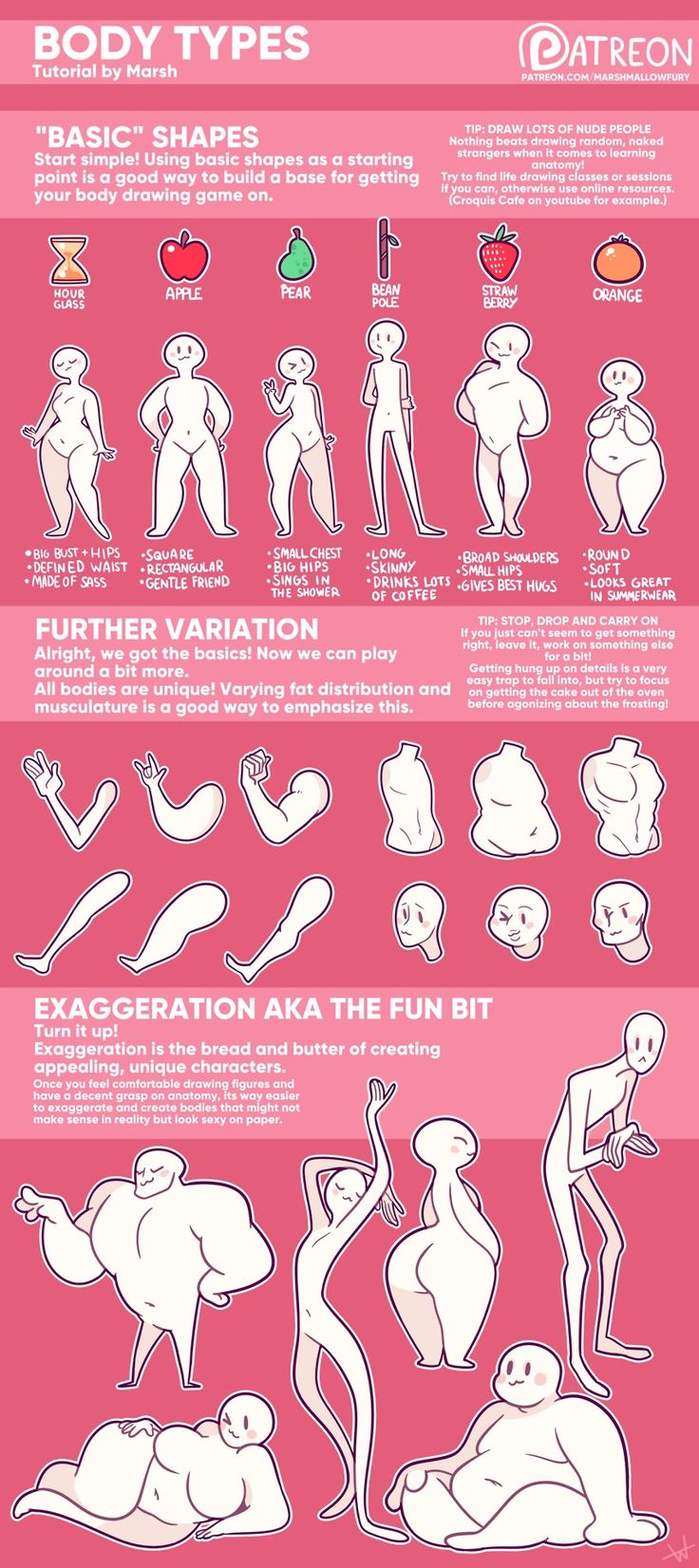 the body types and their functions