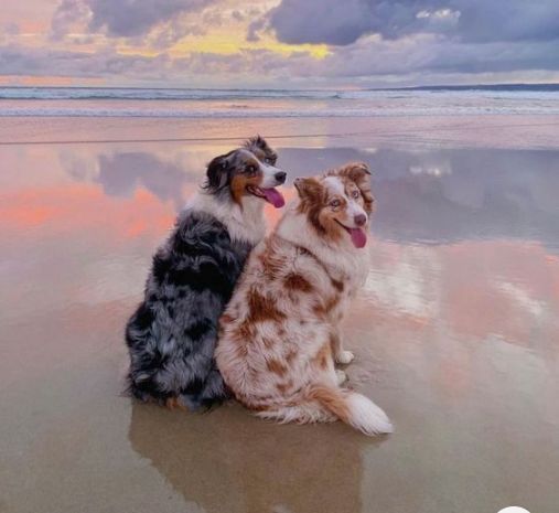 two dogs are sitting on the beach and one is panting