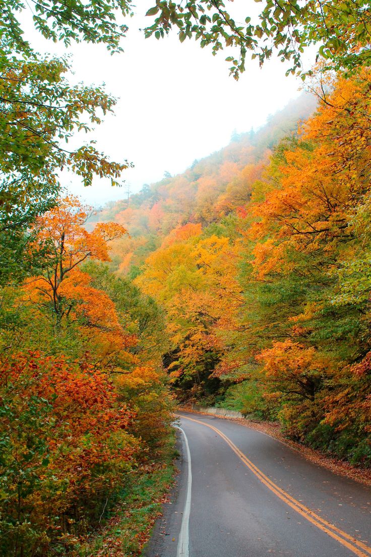 an empty road surrounded by colorful trees in the fall season with yellow and red leaves