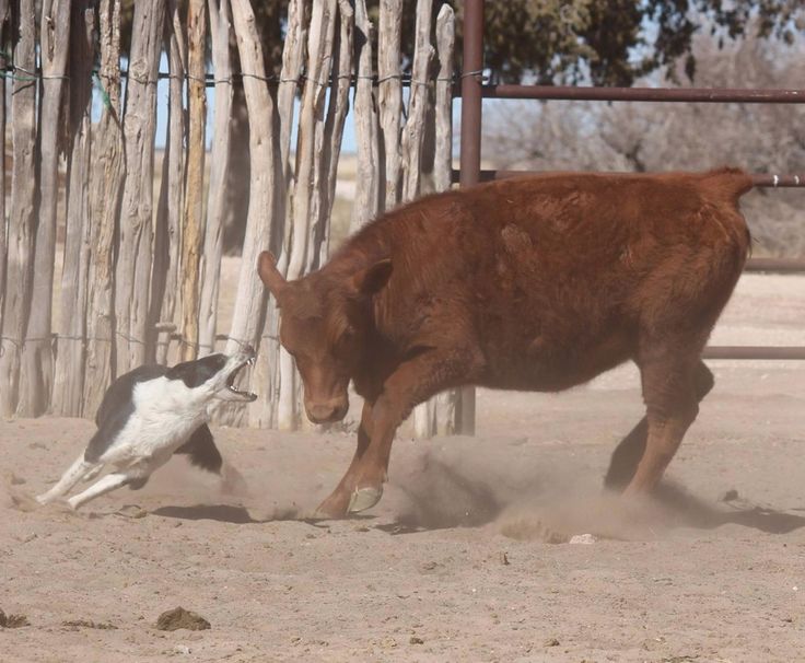 Border Collie Pups for Sale - For more information click on the image or see ad # 50671 on www.RanchWorldAds.com Border Collie Working, Border Collie Pups, Nice Dogs, Ranch Horses, Scotch Collie, Sheep Dogs, Ranches For Sale, Cattle Dogs, Border Collie Puppies