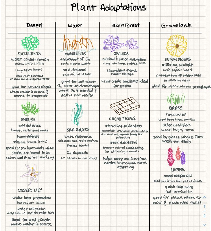 the plant - adaptions chart is shown with different plants and their names on it