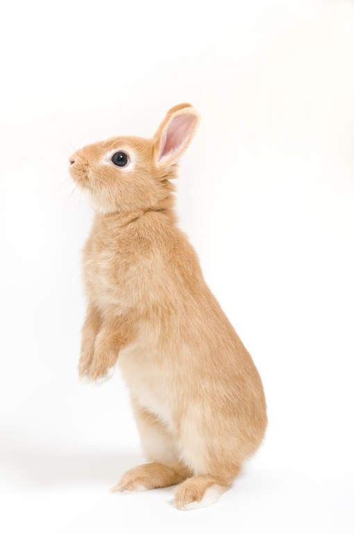 a small brown rabbit standing on its hind legs and looking up at the camera with one paw