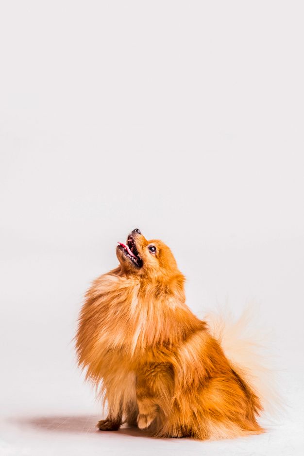 a small brown dog standing on its hind legs and looking up at the sky with it's mouth open