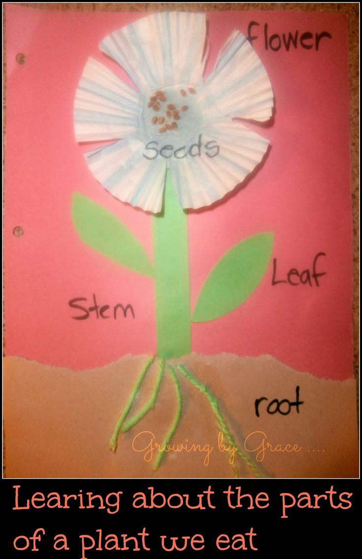 a flower made out of paper with the words learning about the parts of a plant we eat