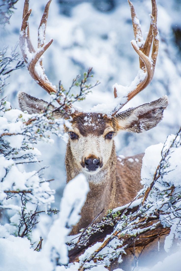 a deer with antlers standing in the snow looking out from behind some tree branches