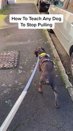 a dog is tied to a leash on the sidewalk