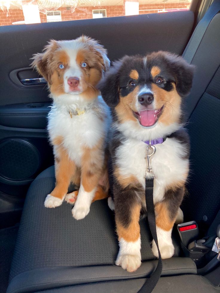 two dogs sitting in the back seat of a car