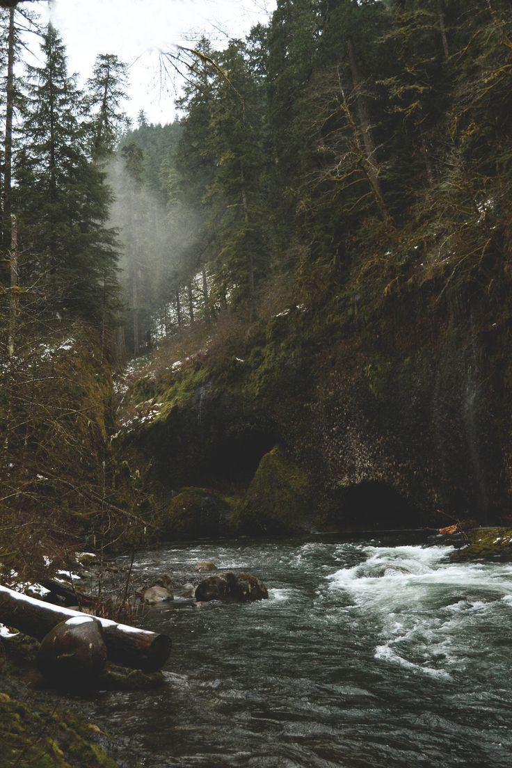 a river running through a forest filled with trees