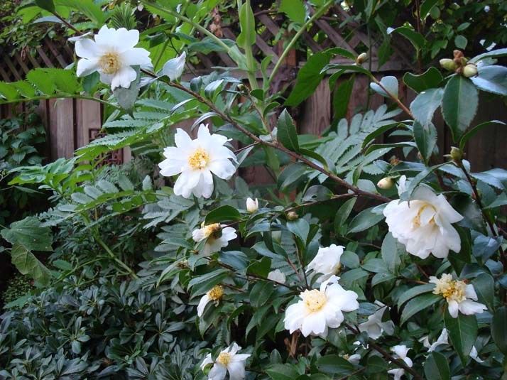 white flowers are blooming on the bush in front of a wooden fence and shrubbery