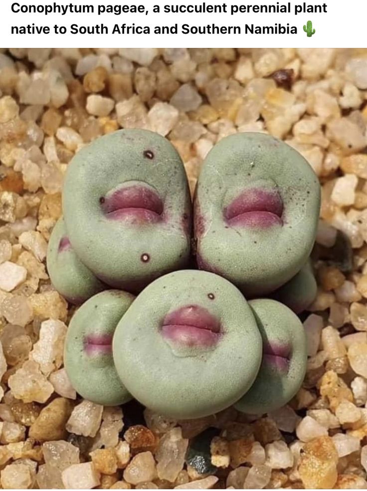 three green doughnuts with pink lips laying on top of some rocks and gravel