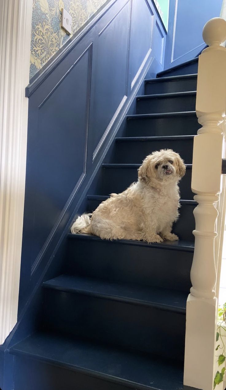 a dog sitting on the steps of a blue staircase