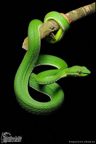 a green snake is curled up on a branch