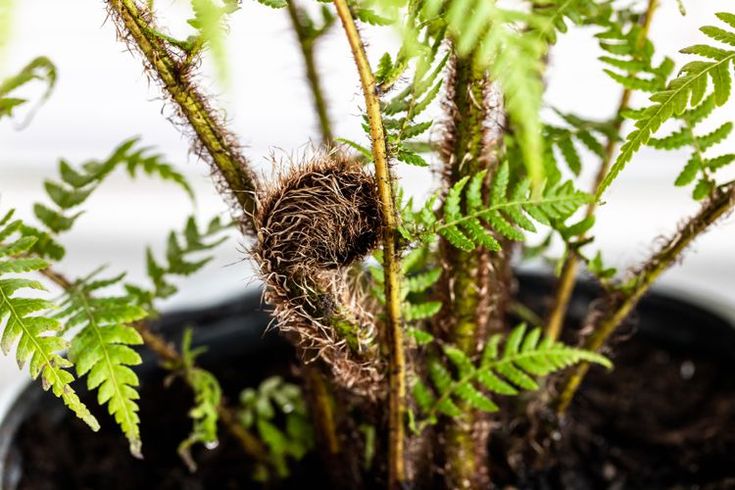 a close up of a plant in a pot with dirt on the ground and green leaves