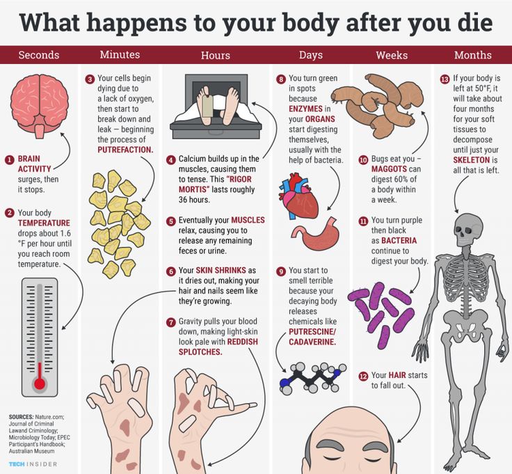 an info poster describing what happens to your body after you die