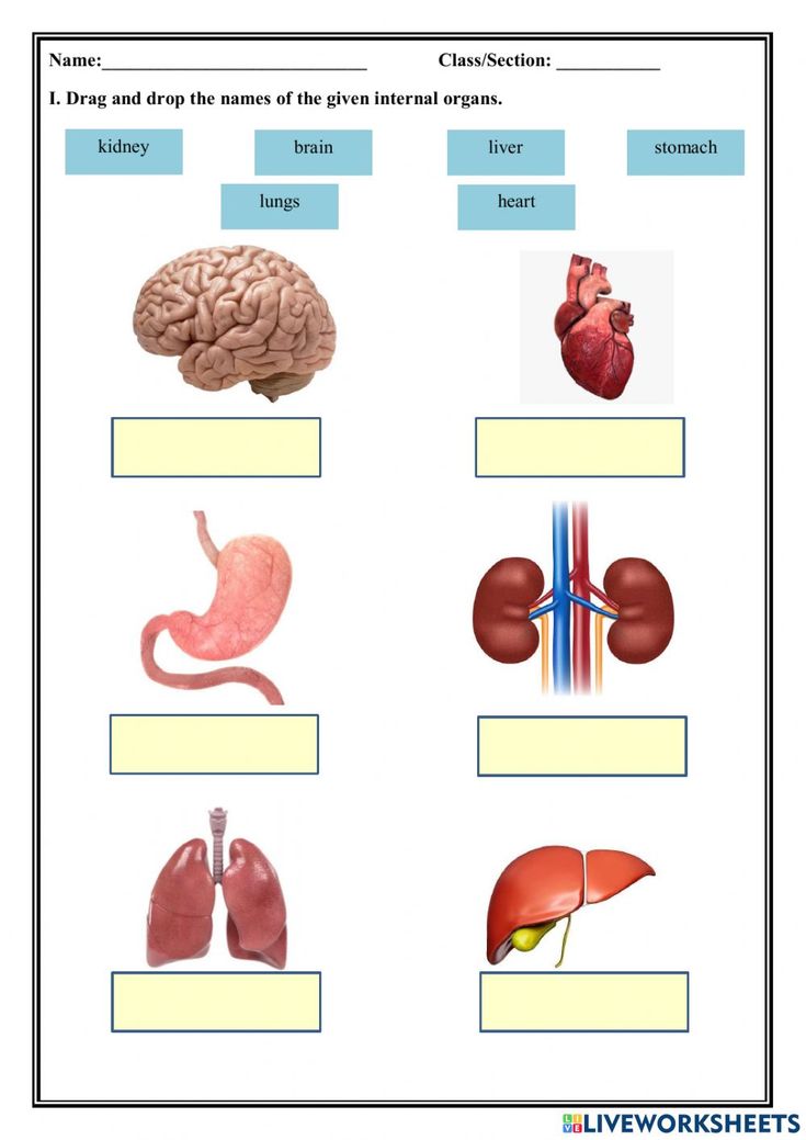 the human body and organs worksheet is shown in this image, it shows different parts