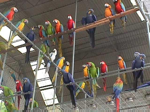 many colorful parrots perched on top of metal bars