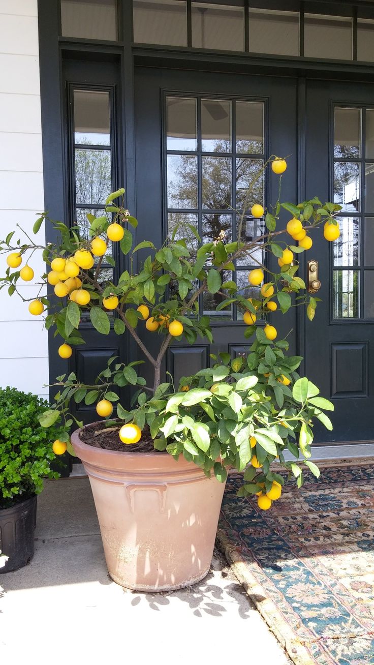 a potted lemon tree sitting in front of a door