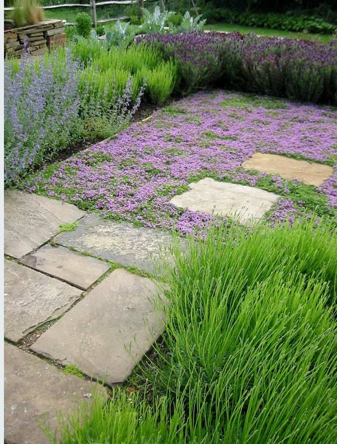 a garden with purple flowers and green grass