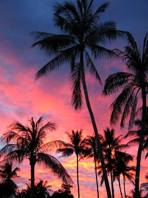 palm trees are silhouetted against a colorful sunset