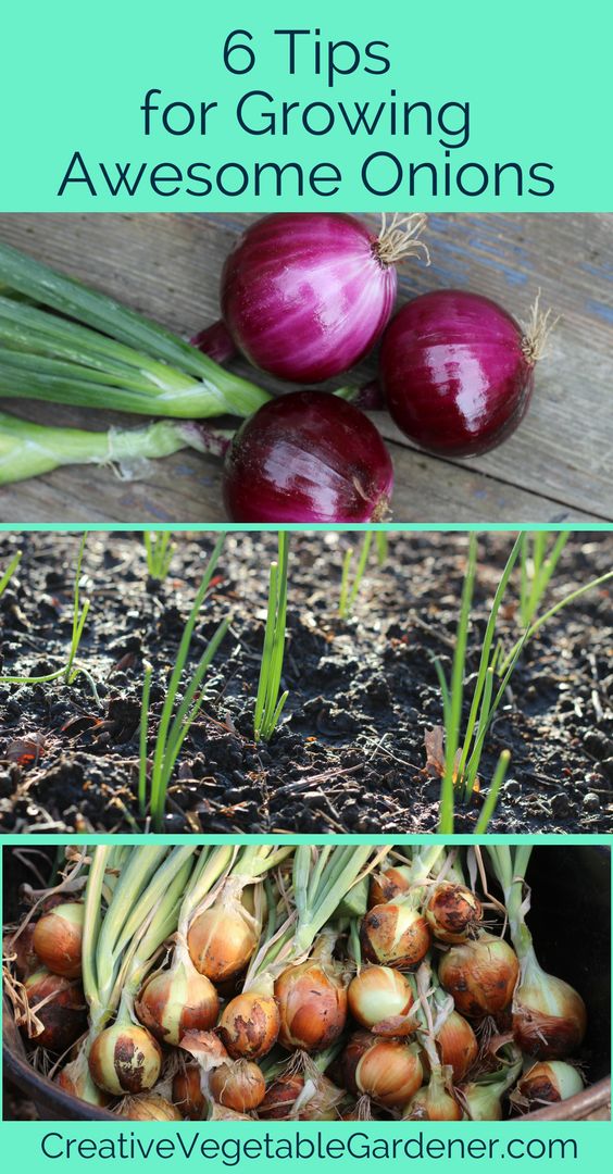 onions growing in the garden with text overlay that reads 6 tips for growing awesome onions