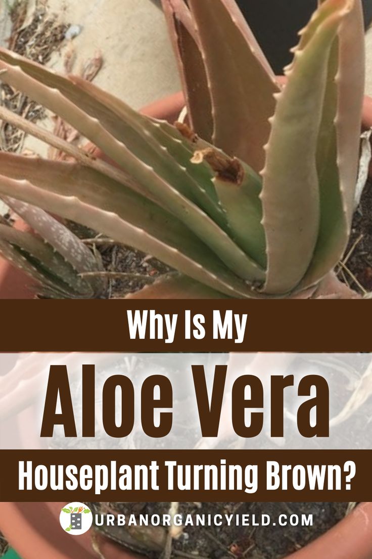 an aloe vera plant with the words why is my aloe vera houseplant turning brown?