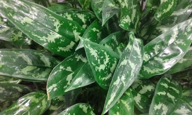 This is an Aglaonema plant, common name is Chinese Evergreen. The variety is Aglaonema "Emerald Beauty" also called Aglaonema "Maria". Used extensively throughout interior landscapes and makes a great indoor house plant. Information and care of Aglaonema "Emerald Beauty" Aglaonema Plant, Lily Plant Care, Chinese Evergreen Plant, Evergreen House, Indoor Tropical Plants, Repotting Orchids, Peace Lily Plant, Indoor House Plants, Sansevieria Plant