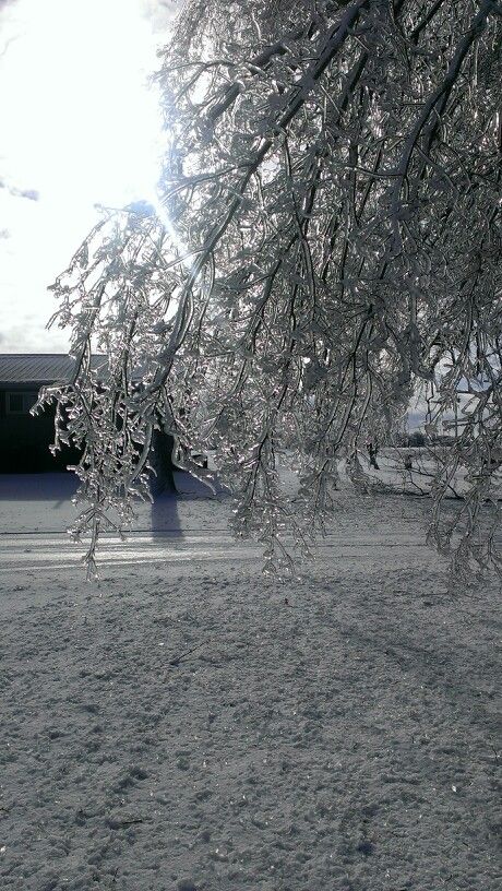 snow covered branches in front of a building