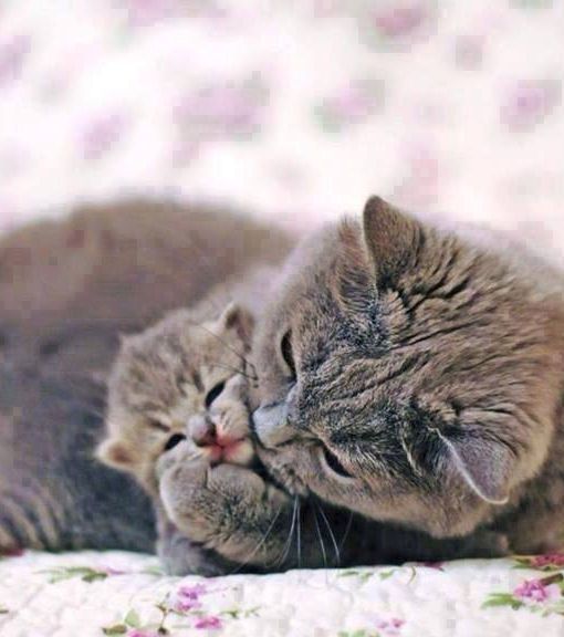 two cats cuddle together on a floral print bed spread, one is grey and the other is black