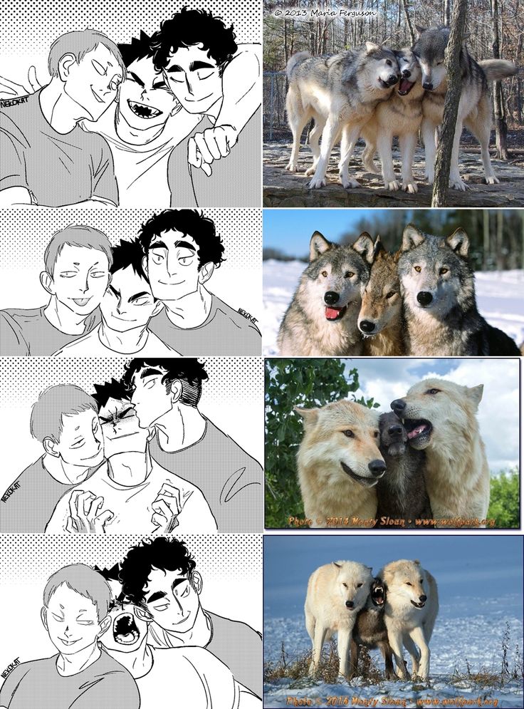 four different pictures of people and two wolfs