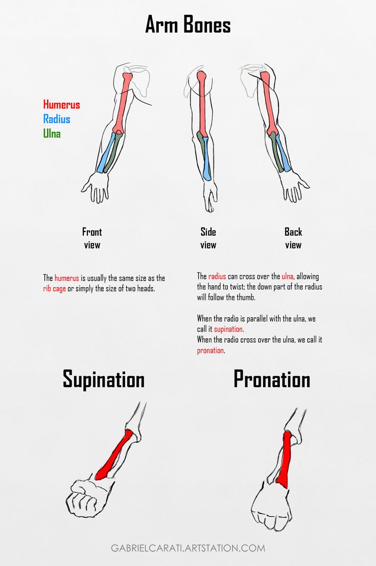 the arm and wrist muscles are labeled in red, blue, and green text that says arm bones