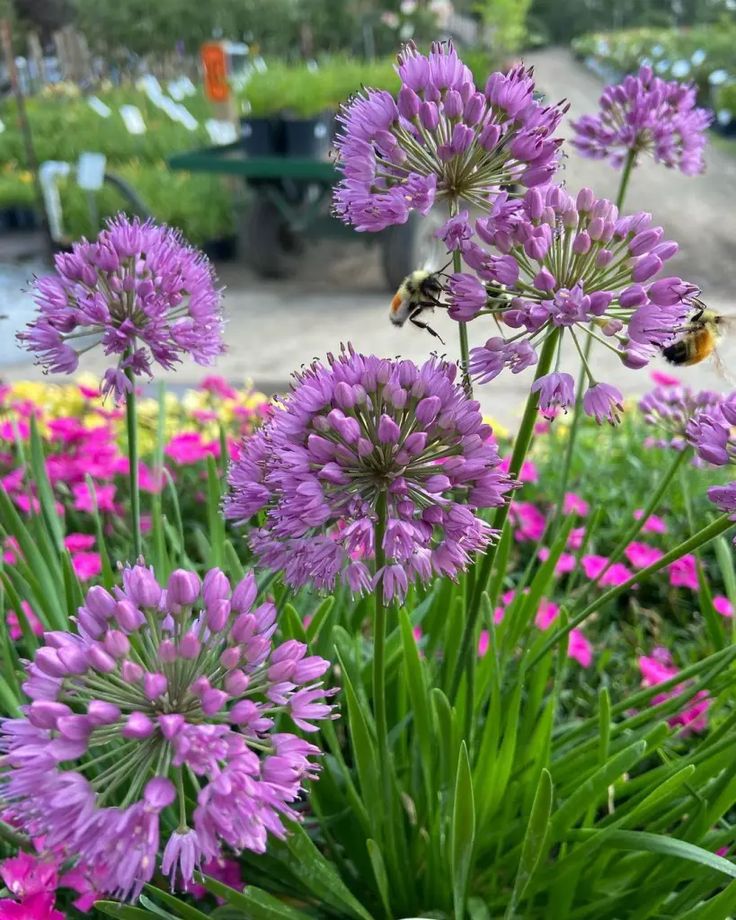 some purple flowers are blooming in the garden and one bee is sitting on it