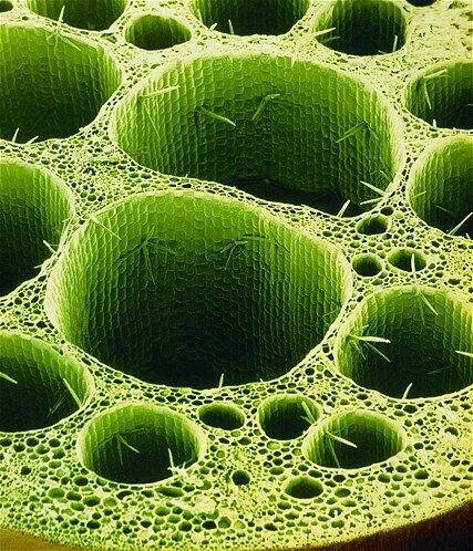 an array of green bubbles in water with drops on them and some grass around the edges