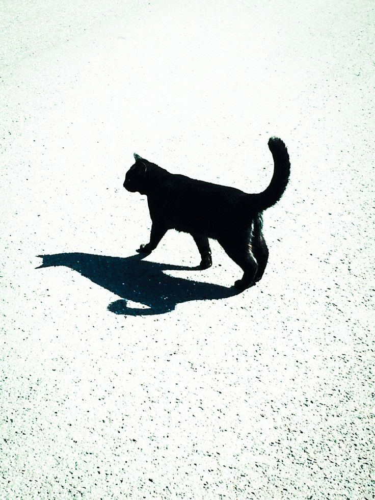 a black cat is walking across the street