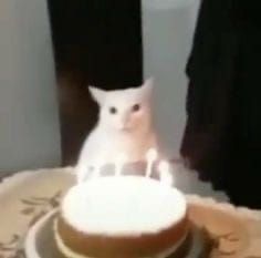 a white cat sitting on top of a cake