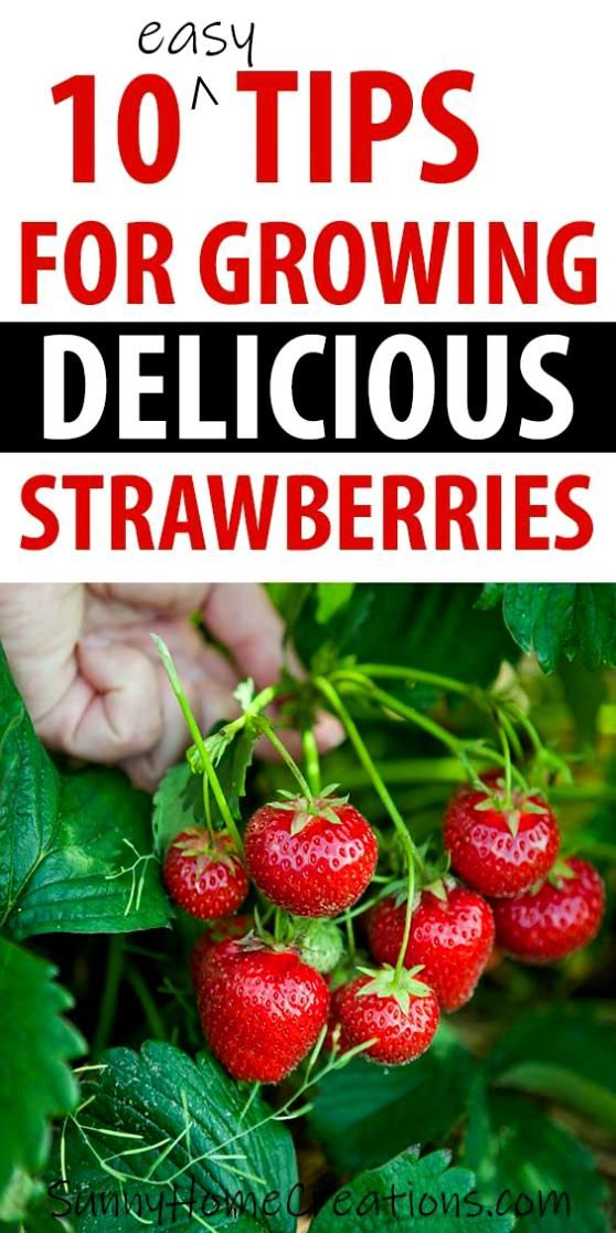 strawberries growing on the bush with text overlay that says 10 tips for growing delicious strawberries