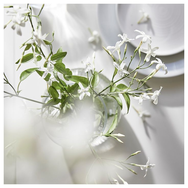 some white flowers are in a glass vase