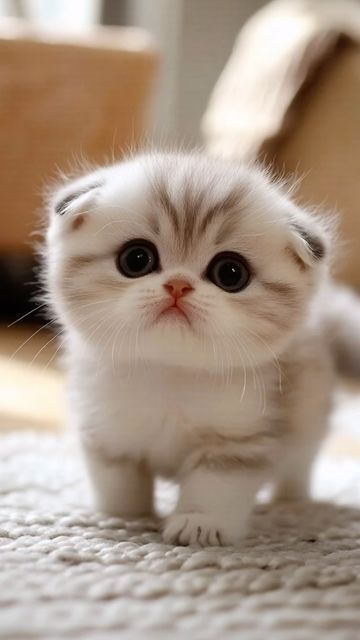 a small white kitten standing on top of a carpet