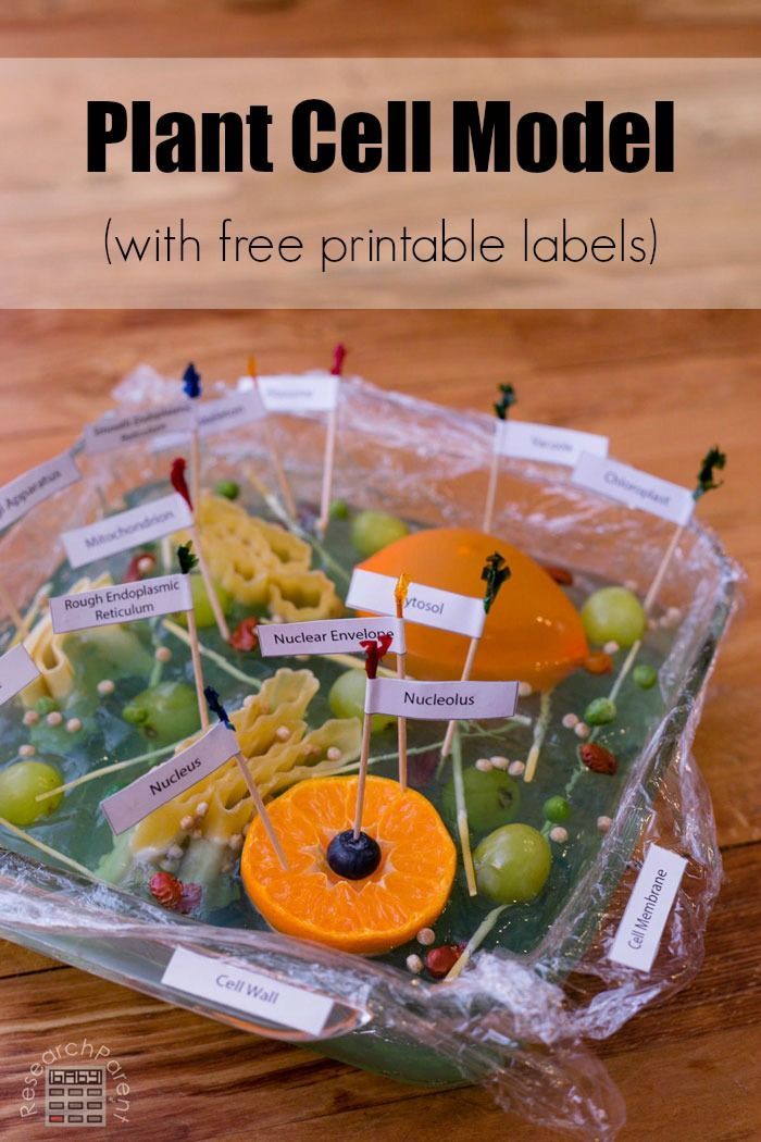 a plastic container filled with fruit and labeled labels for plant cell model, on top of a wooden table