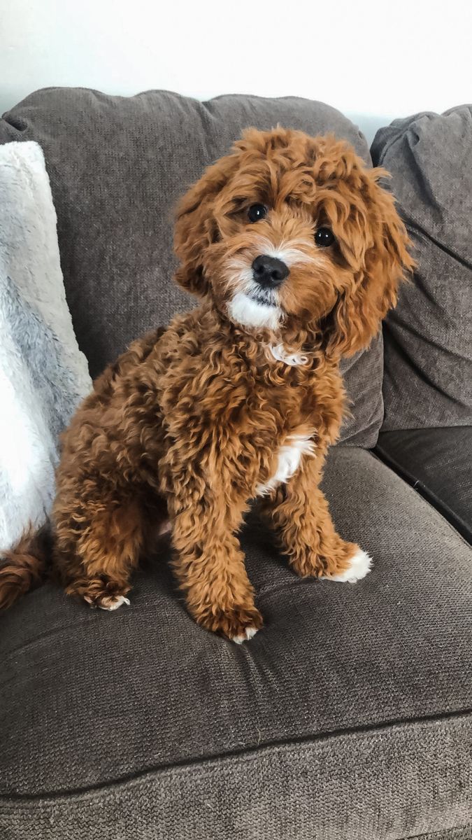 a brown dog sitting on top of a gray couch