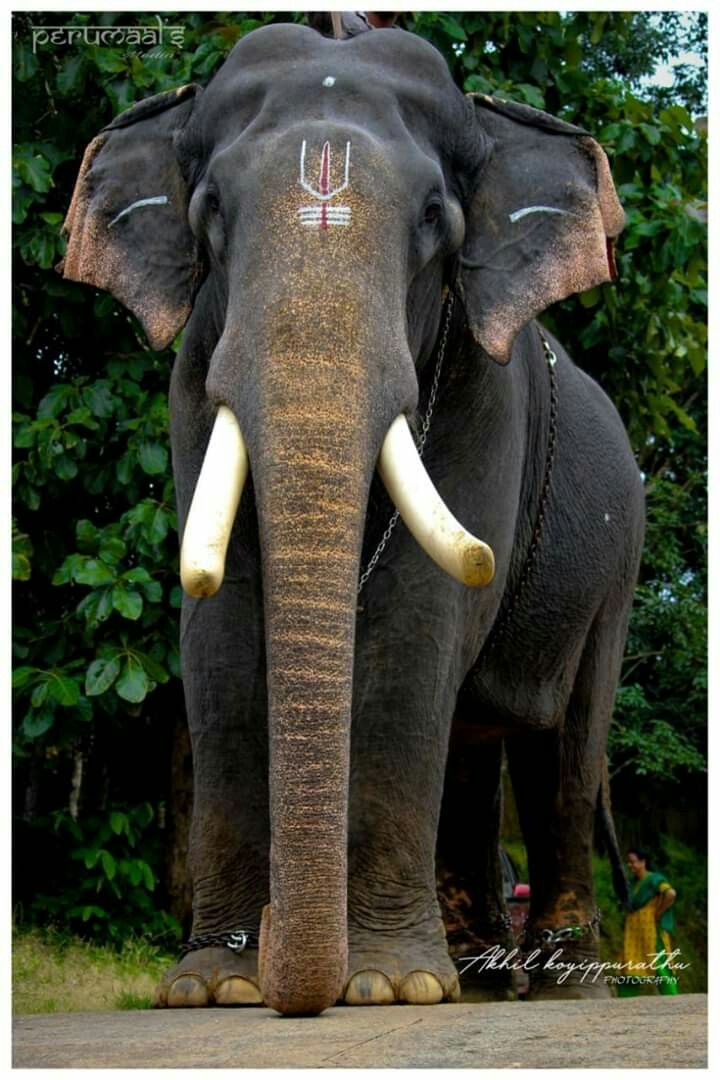 an elephant with white tusks standing in front of trees