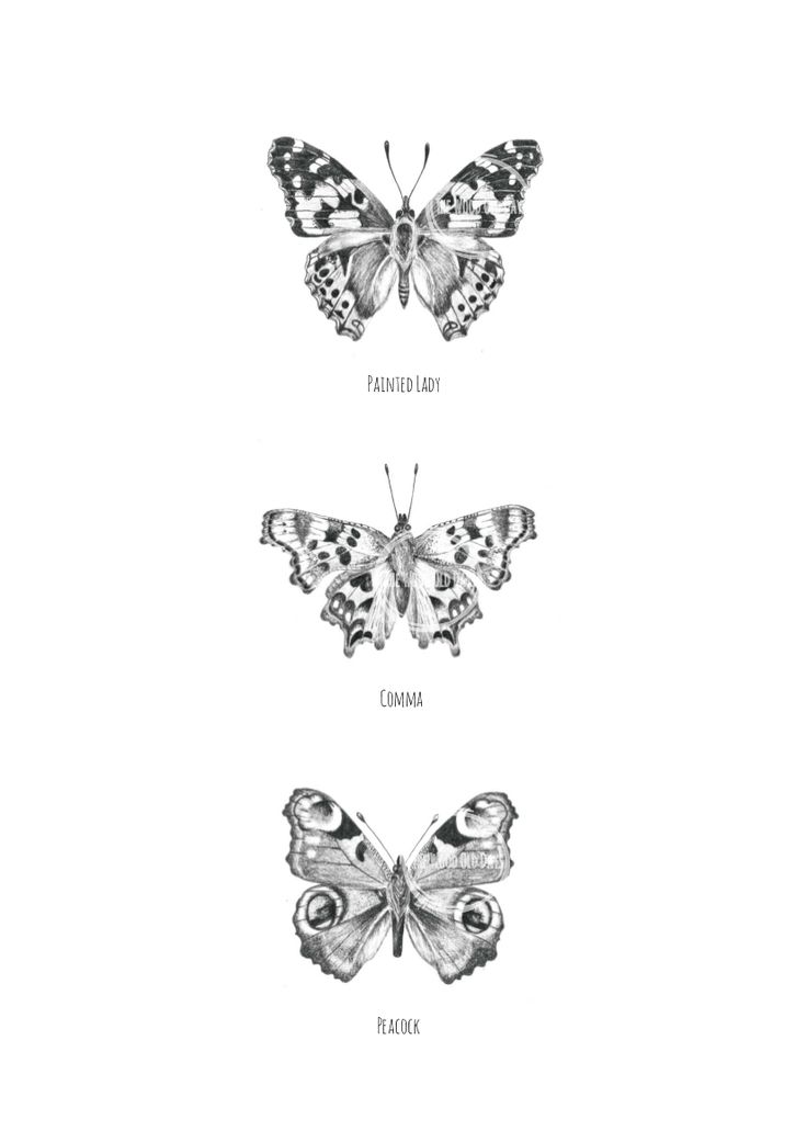 three butterflies with different markings on their wings